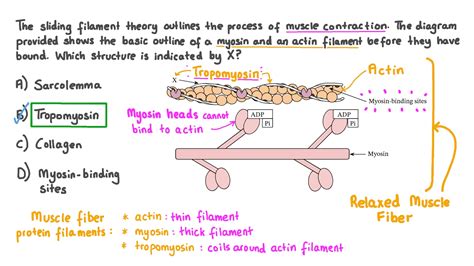 Question Video: Identifying Tropomyosin in a Diagram of Myofilaments | Nagwa