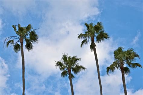 California Palm Trees Wallpaper - WallpaperSafari