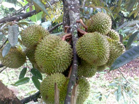 Make It Davao: Durian - King of Fruits