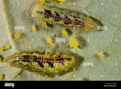 Hoverfly larvae hi-res stock photography and images - Alamy