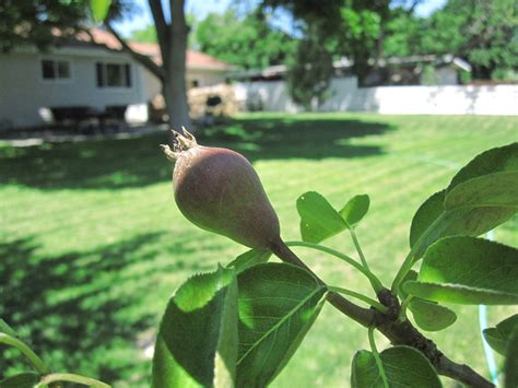 Fruit Trees Pear July 2011