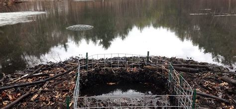 How To Get Rid Of Beavers In A Pond / Beaver Pond Leveler Kits And Services Beaver Solutions ...