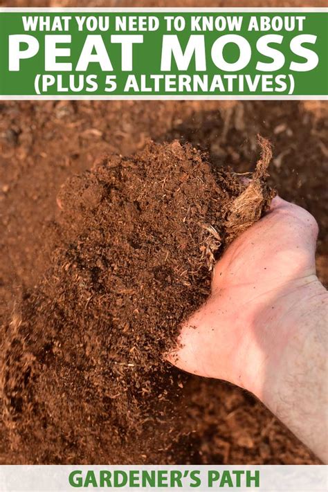 Should Gardeners Use Peat Moss? Plus 5 Alternatives | Gardener’s Path