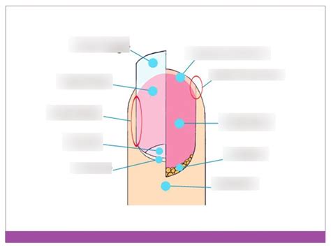 Nail Diagram