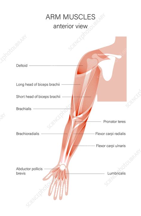 Arm anatomy, illustration - Stock Image - F036/4635 - Science Photo Library