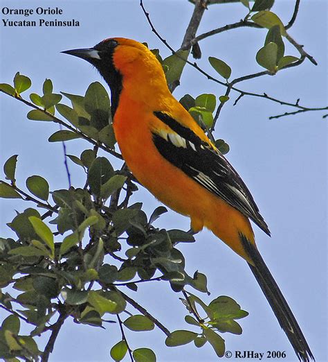 Orange Oriole | Flickr - Photo Sharing!