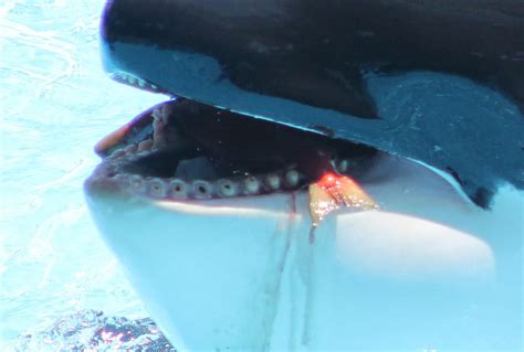 Orca Chews Paint Chips at SeaWorld—Plus, Dolphin Attacks - Pet Lovers