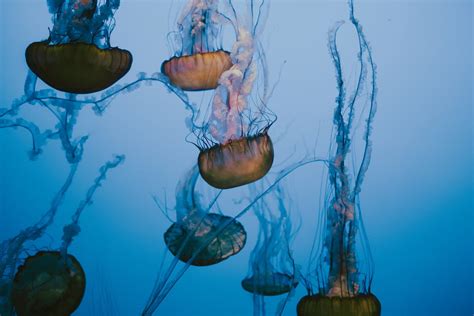 Close up of Jellyfish · Free Stock Photo