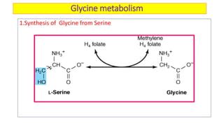 Glycine metabolism & its clinical significance | PPT