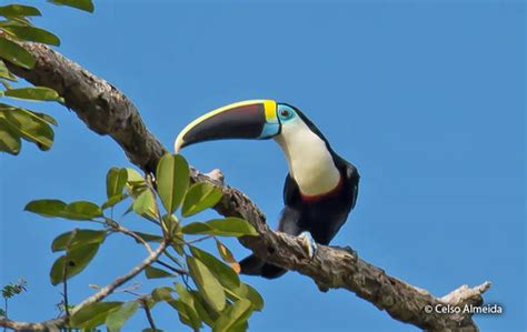 White-throated Toucan