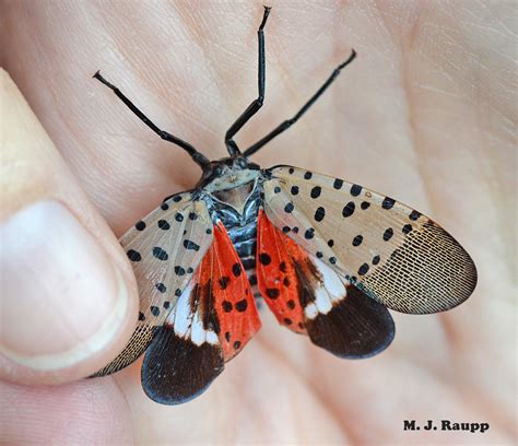 Come one, come all to explore the Insect Petting Zoo – Maryland Day ...