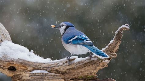 Do Blue Jays Migrate? Migratory Patterns Of Blue Jays