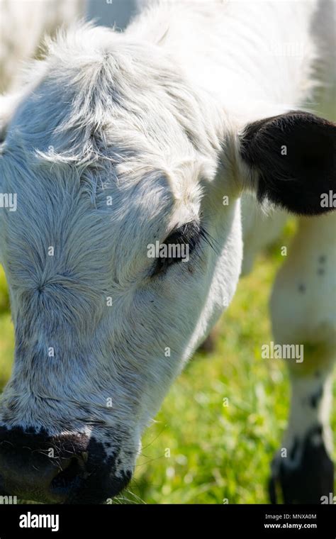 British White Cattle Stock Photo - Alamy