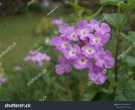 Bunga Tai Ayam Lantana Camara Purple Stock Photo 2079526273 | Shutterstock