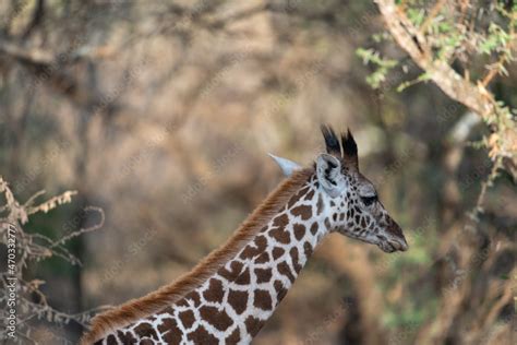 Giraffe in Kennya on safari, Africa. African artiodactyl mammal, the tallest living terrestrial ...