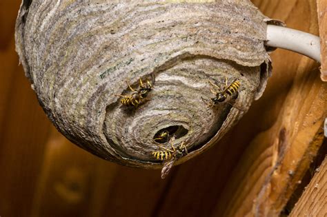 Can A Wasp Nest Damage Your House? | CIA Landlords