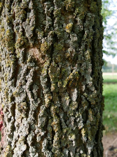 Celtis occidentalis | North American hackberry, Nettle tree - Van den Berk Nurseries