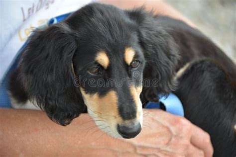 Saluki puppy dog stock photo. Image of fastest, loyal - 112937532