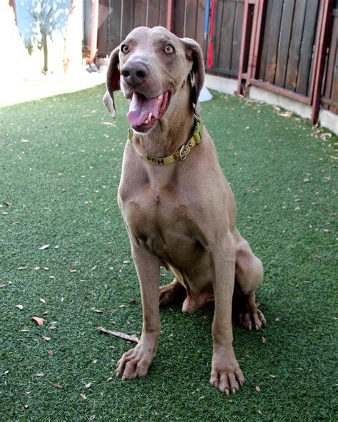 Rare and BIG Weimaraner mix available and other pets of the week – San Gabriel Valley Tribune