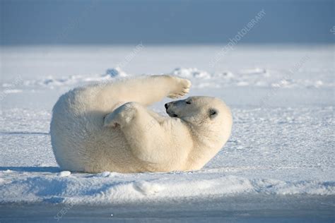 Polar bear young bear rolling around in the snow - Stock Image - C042 ...