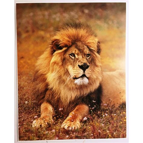 Lion Poster Print Impact 1180 Vintage Wall Art New NOS Nature | Etsy