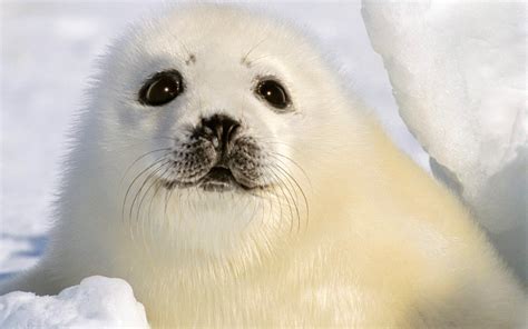 🔥 [70+] Baby Seal Wallpapers | WallpaperSafari