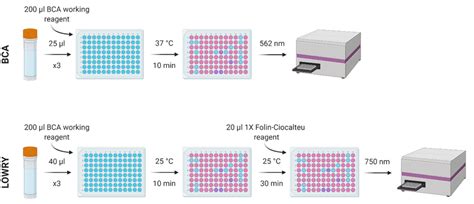 Protocol for the determination of protein content using the BCA and... | Download Scientific Diagram