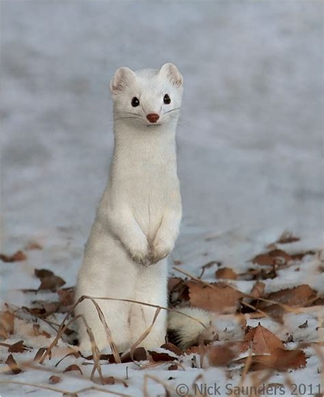 Long-tailed Weasel in his winter coat | Animals beautiful, Cute animals, Albino animals