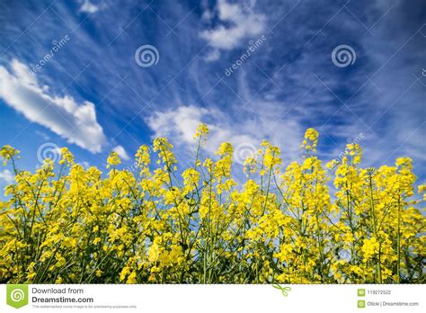 Canola Rapeseed Flowers at Field Stock Photo - Image of meadow ...