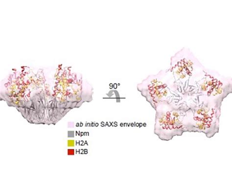 Structural Mechanisms of Histone Recognition by Histone Chaperones ...