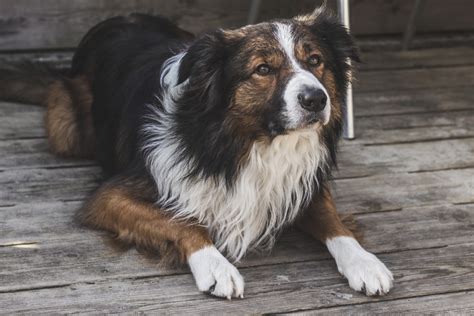 Adopter un chien de berger : deux races intéressantes