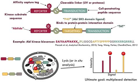 Peptide Biosensor Design – Parker Lab