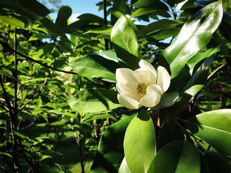 Moonglow® Sweetbay Magnolia For Sale Online | The Tree Center