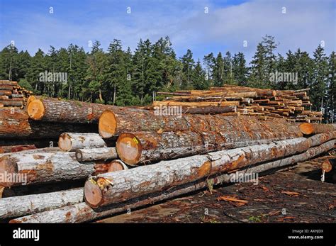 Canadian Lumber Yard Stock Photo - Alamy