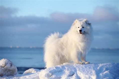 Samoyed Facts: 10 Little-Known Facts About Samoyeds