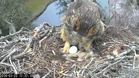 Great Horned Owl feeding and first egg, 23 January, 2016 - YouTube