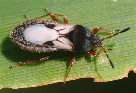 What to do about chinch bugs in your lawn | Lifestyles | thedailynewsonline.com