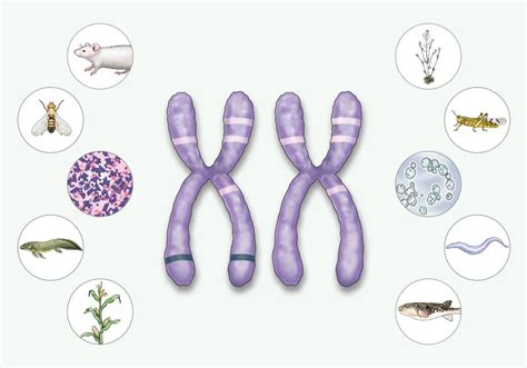 Infographic: How Transposable Elements Can Shape Evolution | TS Digest | The Scientist