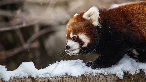 PHOTOS: Red panda cubs growing quickly at Lincoln Park Zoo - ABC7 Chicago