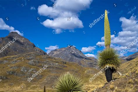 Queen Andes Giant Bromeliad Puya Raimondii Editorial Stock Photo - Stock Image | Shutterstock