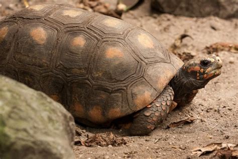 Red Foot Tortoise - Geochelone carbonaria