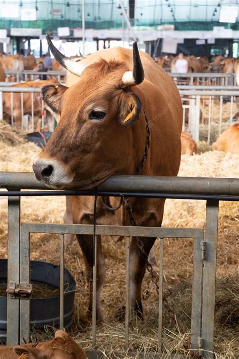 Premium Photo | Cow, calf, bull, bovine breeding