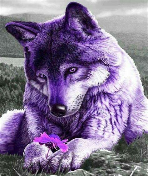 Pin by Carmeletta Paulsen on I LOVE PURPLE | Wolf pictures, Wolf spirit animal, Wolf photos