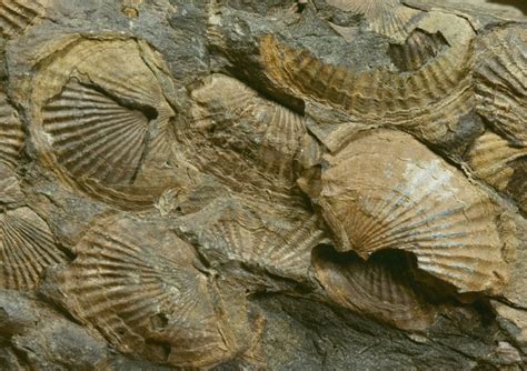 Where To Find Fossils In Ohio (Top 5 Must Visit Locations!) - Rock Seeker