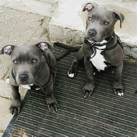 Blue staffy cross XXL American bully | in Carmarthen, Carmarthenshire | Gumtree