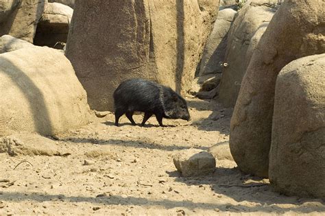 Burgers Zoo Arnhem | Zoo, Animals, Arnhem