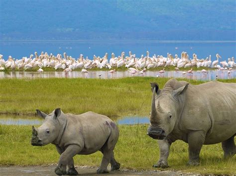 Lake Nakuru - All You Need to Know BEFORE You Go (2024)