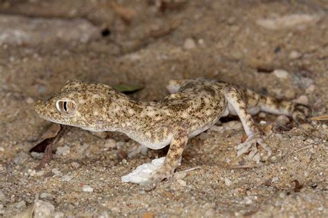 Qatar e-Nature – Gulf Sand Gecko