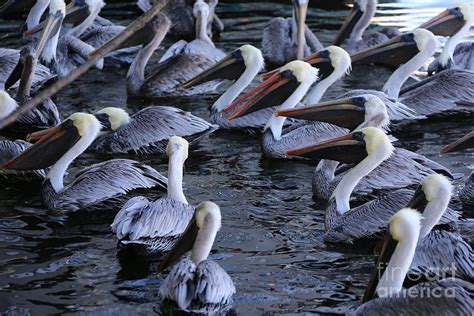 Florida pelicans Photograph by Michael Paskvan - Fine Art America