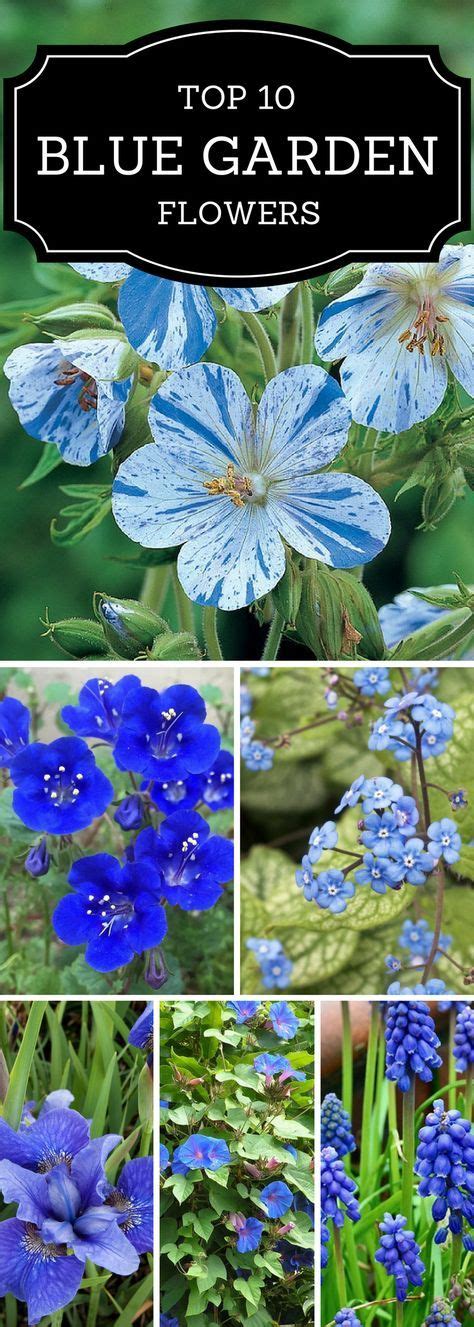 Top 10 Flowers That Will Make Your Garden a Blue Paradise | Blue ...